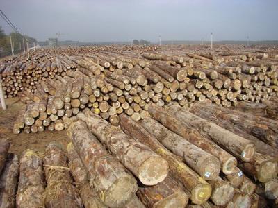 供应代办濒危证熏蒸证明贵重木材进口