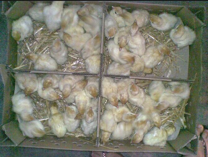 供应2011年贵港特优质珍珠鸡苗玉林鹧鸪种苗价格百色火鸡种苗供应