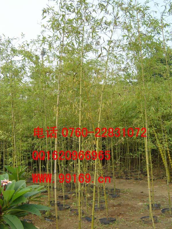 供应 雷竹 竹类苗木植物 高度规格 绿化花木场