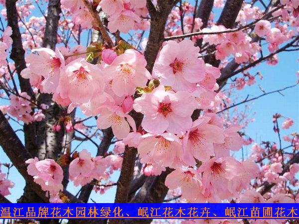 供应花木花卉绿化5公分樱花岷江园艺