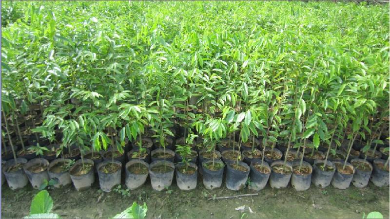 广西上林珍贵树种植沉香树苗批发价批发