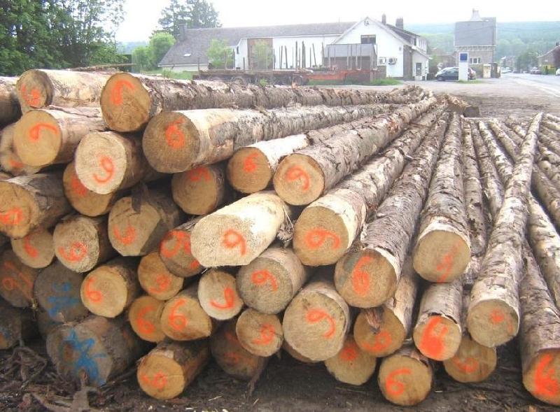 供应欧洲木材进口报关/原木进口报关
