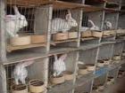 志宏獭兔养殖场出售獭兔肉兔种兔比利时兔种兔青年兔种兔价格獭兔价格图片