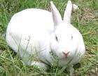 六月獭兔种兔价格六月獭兔养殖行情批发