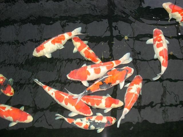 供应锦鲤观赏鱼纯种白写锦鲤包活体日本