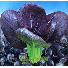 紫色小白菜种子特色紫油菜批发
