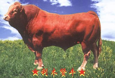 供应河南省三门峡市牛的销售