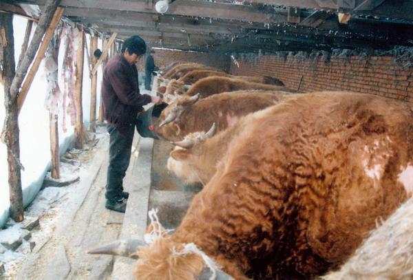 供应黑龙江方正黄牛价格哪里出售小公牛的价格山羊养殖技术