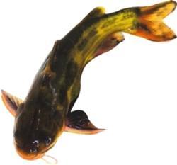 黄颡鱼适合多种养殖模式批发