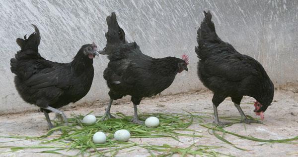 供应海南黑羽绿壳蛋鸡苗/五黑绿壳蛋鸡，海南绿壳蛋鸡苗