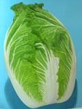 供应韩国进口白菜种子新观春白菜