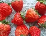 供应河南草莓种苗 河南草莓苗出售 河南草莓苗价格 河南草莓苗批发图片