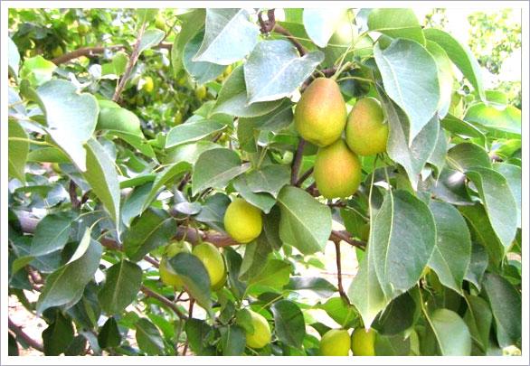 供应香梨的栽培历史