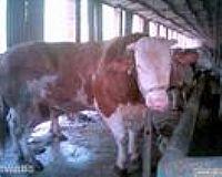 肉牛无公害标准化养殖生产技术批发