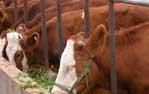 供应肉牛江苏溧阳市养殖场 溧阳市牛的价格 溧阳和谐牛羊品种大全供图片