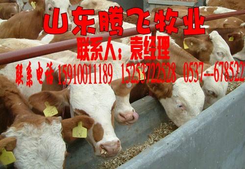 济宁市哪的种牛种羊品种好价格低厂家