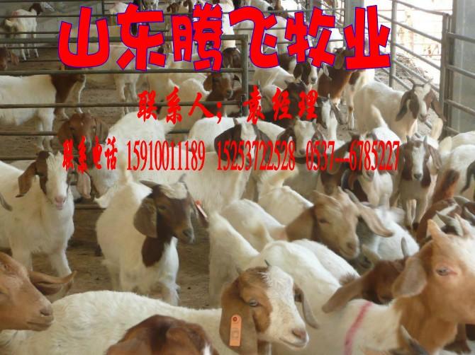 济宁市哪的白山羊价格低品种好厂家