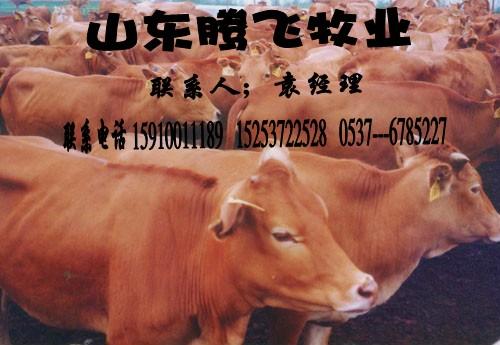供应出售鲁西黄牛，价格低品种好，种牛种羊供应商