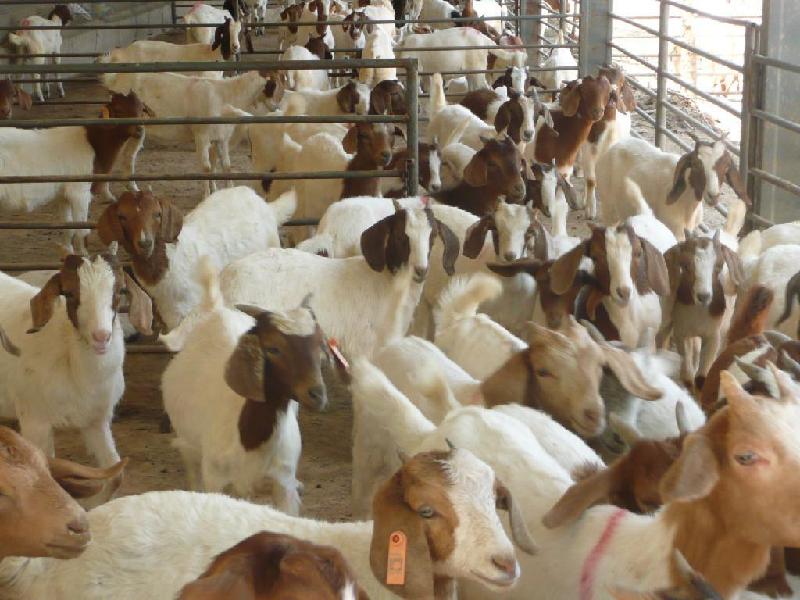 山东个体养殖基地常年出售种羊肉羊