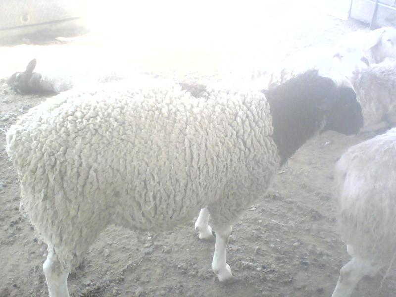 山东个体养殖基地常年出售种羊肉羊