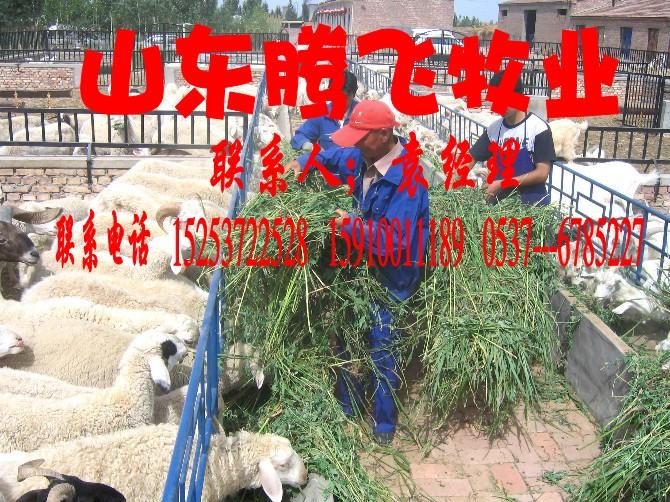 供应哪的种羊肉羊价格最低，小尾寒羊，波尔山羊，杜泊绵羊，供应商