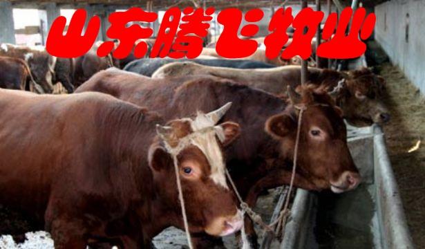 长期出售三元杂交牛，鲁西黄牛，西门塔尔牛，利木赞牛，夏洛莱牛，供应商