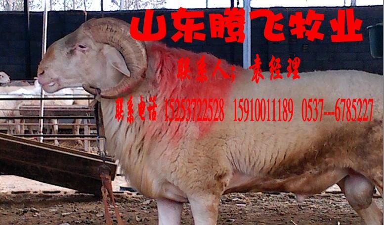 济宁市哪的种牛种羊价格最低厂家哪的种牛种羊价格最低，品种最好，种牛种羊供应商