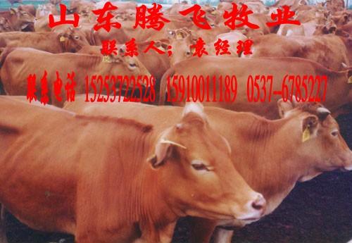 鲁西黄牛供应商常年出售鲁西黄牛批发