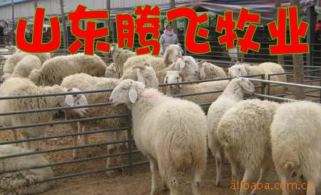 济宁市哪的肉羊品种好价格低厂家供应哪的肉羊品种好价格低
