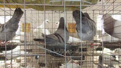 供应福建哪里有种鸽肉鸽养殖场白羽王鸽，银王鸽，观赏鸽