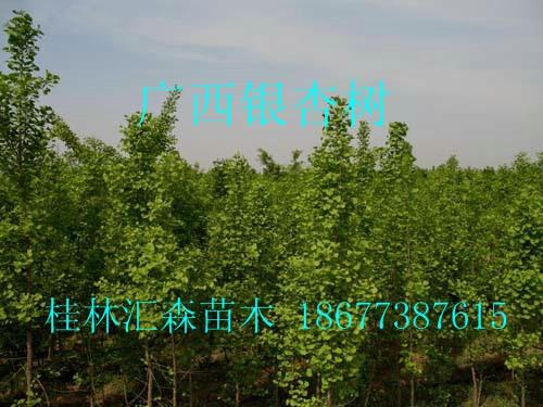 桂林银杏树-广西银杏树价格-广西银杏树价格-广西银杏树价格