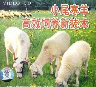 供应北京供应小尾寒羊养殖技术小尾寒羊的饲养技术如何引进鲁西小尾寒图片