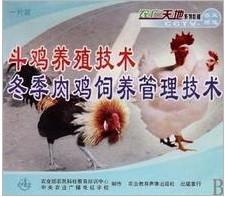 供应斗鸡的人工孵化斗鸡种鸡日常饲养管理图片