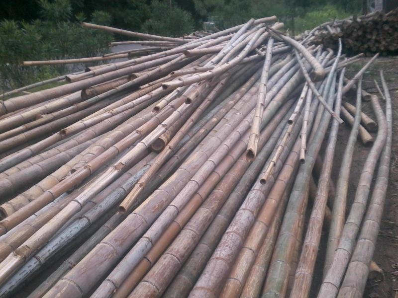 供应用于建筑的广西建筑脚手架用竹，建筑脚手架用竹批发，建筑脚手架用竹厂家