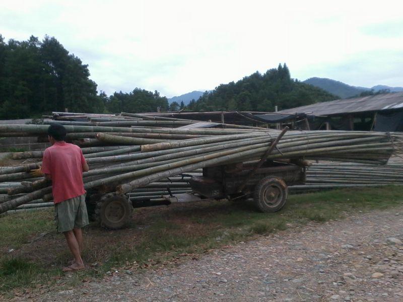 桂林市搭架子用的竹子价格厂家