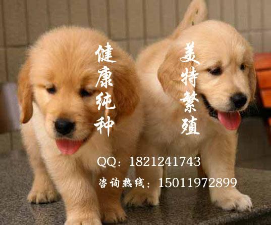 广州金毛犬哪里有卖 广州金毛犬哪里买 广州美特犬业
