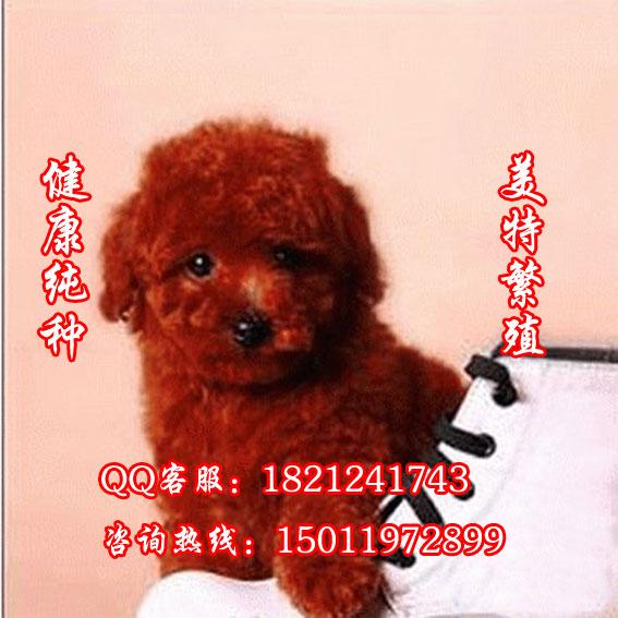 广州贵宾犬价格 广州贵宾犬价钱 广州贵宾犬图片