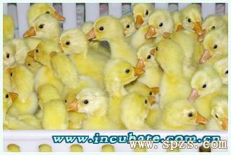 供应预售2012年鹅雏及种蛋