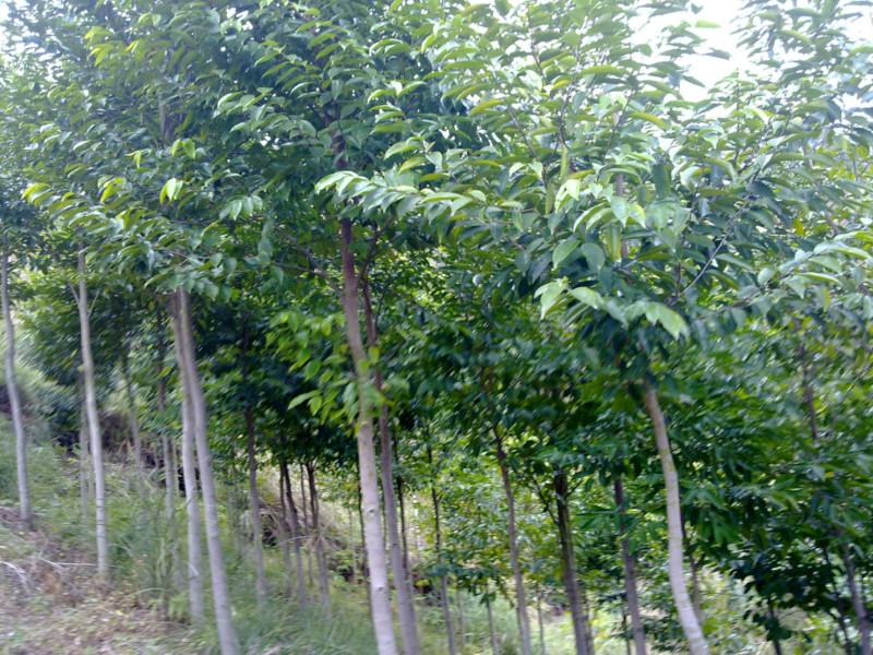 木香树图片