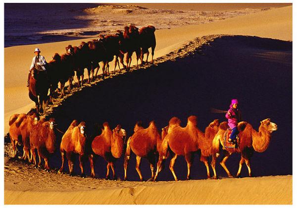 供应莫高窟月牙泉骑骆驼探险二日游 