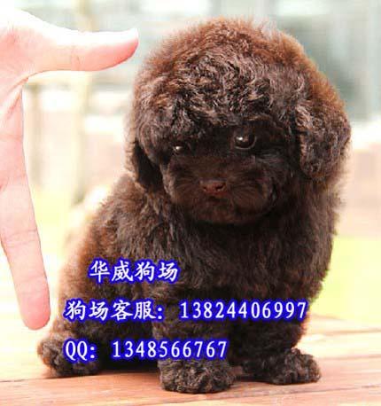 供应广州哪里有卖红色玩具贵宾泰迪广州哪里有卖纯种迷你贵宾犬
