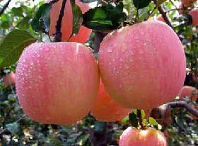 山东苹果大量出售红富士苹果优质苹批发