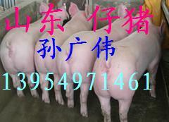 山东良种猪价格土杂猪价格三元猪价批发