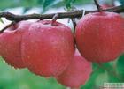 供应用于新鲜水果的膜袋红富士苹果