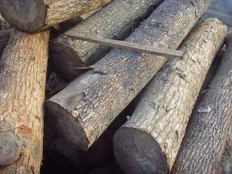 供应马来西亚橡胶木进口清关代理