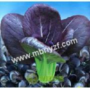 供应紫油菜种子