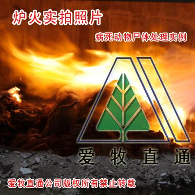 北京爱牧直通公司专业生产供应医疗垃圾焚烧炉DF-50图片