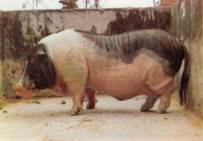 苏柯菲得育肥猪专用饲料添加剂批发