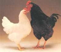 苏柯菲得蛋鸡专用增收产蛋添加剂批发
