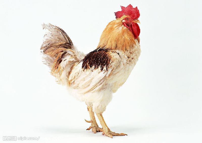 肉鸡肉鸭专用饲料添加剂批发